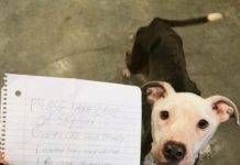 Abandona a su mascota
